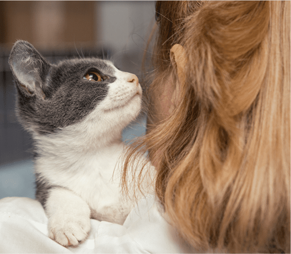 Animal Hospital in White Bear Lake: Cat being held