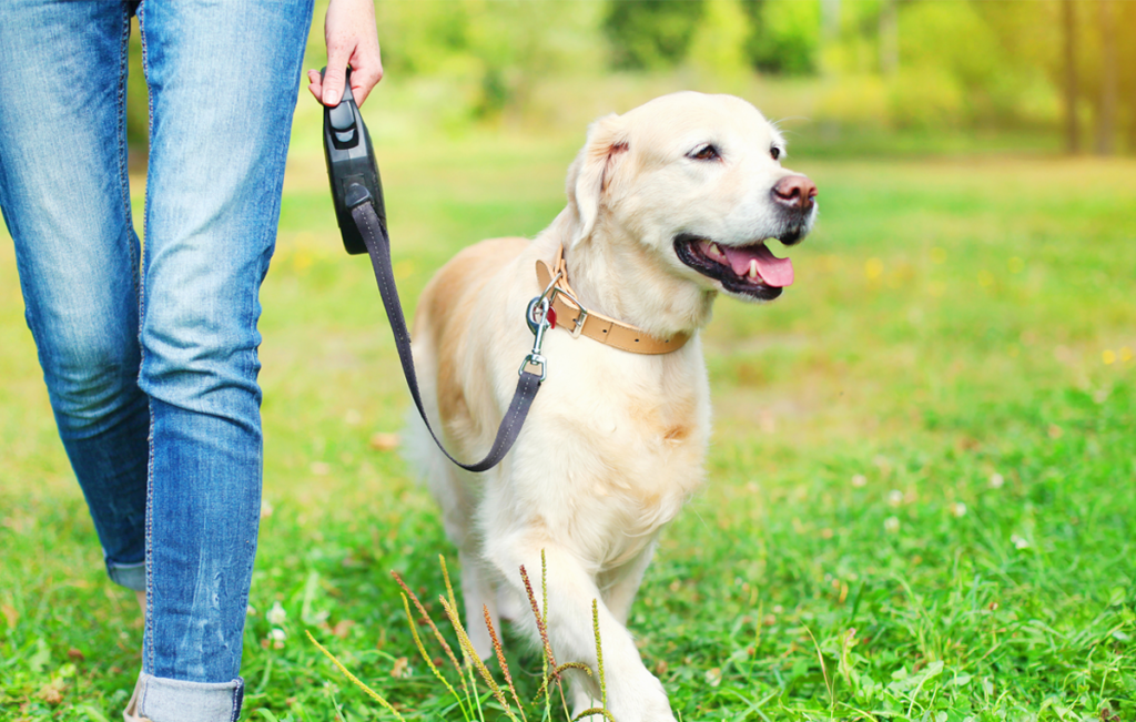 Veterinarians in White Bear Lake, MN | Birch Lake Animal Hospital