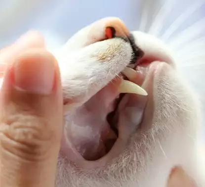 Cat's teeth after a teeth cleaning