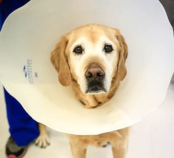 Dog wearing a cone after surgery