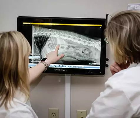 Veterinarian looking at an x-ray