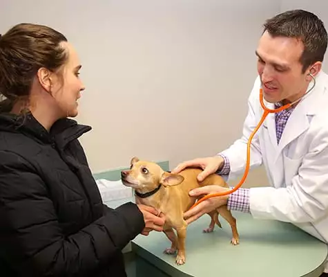 Veterinarian listening to a dog's heartbeat