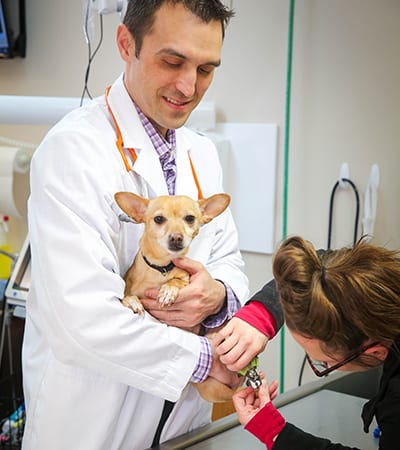 8D7A8046 Pet Grooming in White Bear Lake: Groomer Trims Chihuahuas Toenails While Vet Holds Him