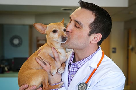 Veterinarian and dog allergy treatment patient