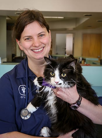 Veterinarian with a cat after laser therapy treatment