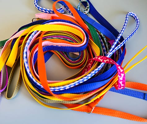 Colorful leashes