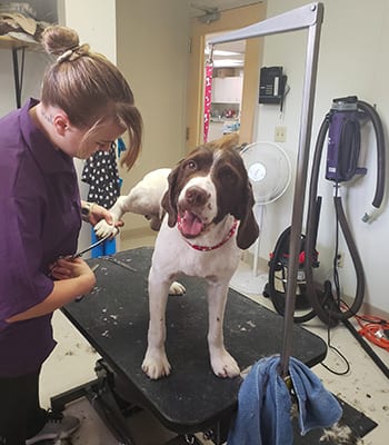 grooming1 Pet Grooming in White Bear Lake: Emily Trims Dog's Toenails
