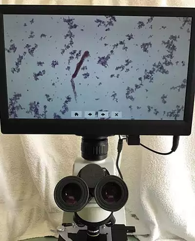 Veterinarian reviewing pet diagnostic results under a microscope