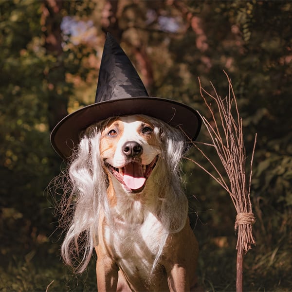 Fall & Halloween Pet Safety in White Bear Lake: A Dog Dressed Up as a Witch for Halloween