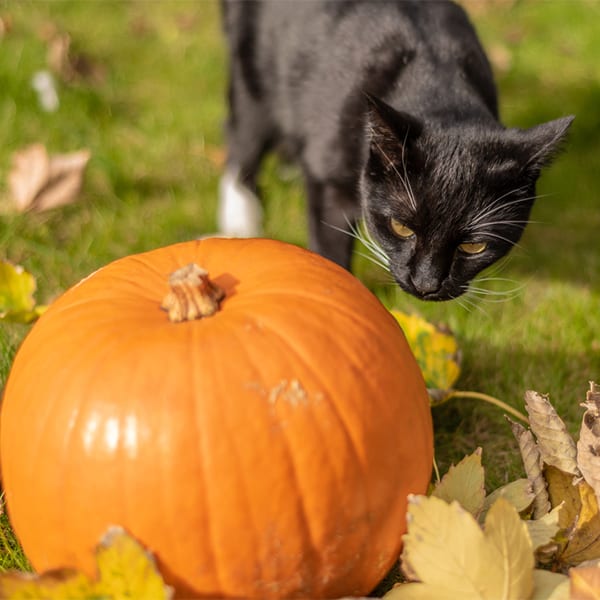 Fall & Halloween Pet Safety in White Bear Lake: A Black Cat Inspects a Pumpkin on the Ground