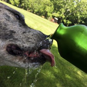 dog drinking water outside