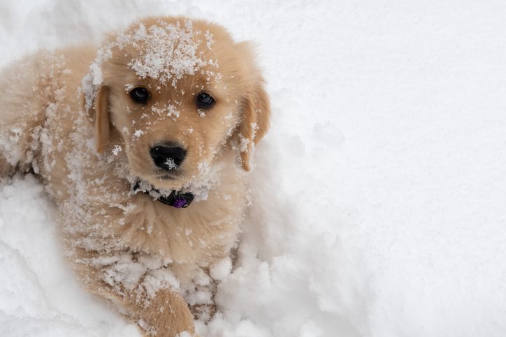 Can Dogs Get Frostbite in White Bear Lake, MN? | Birch Lake Animal Hospital
