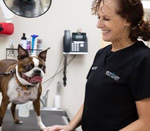 Veterinarians in White Bear Lake, MN | Birch Lake Animal Hospital