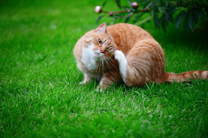 allergies in cats