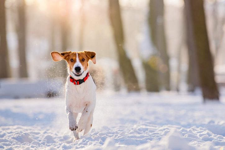 hypothermia in dogs