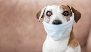 dog with canine respiratory virus