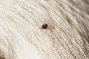 vaccine for lyme disease in dogs