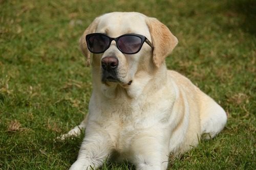 white-labrador-retriever-laying-in-the-grass-wearing-sunglasses