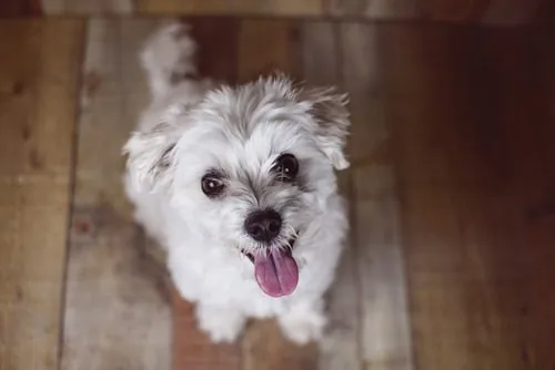 white-maltese-dog-panting